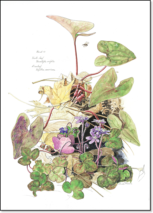 Hepatica