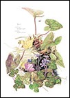 Hepatica