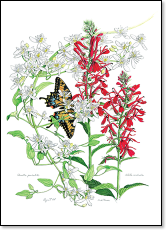 Cardinal-Flower
