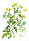 Jewelweed