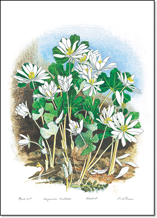 Bloodroot